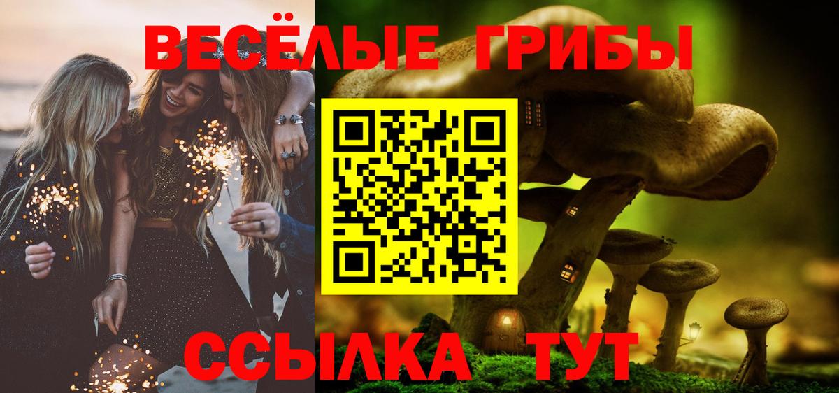 Галлюциногенные грибы Psilocybe Майкоп